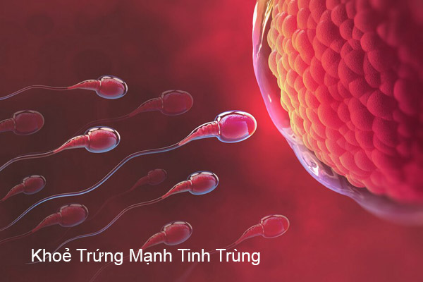 thuốc khoẻ trứng mạnh tinh trùng