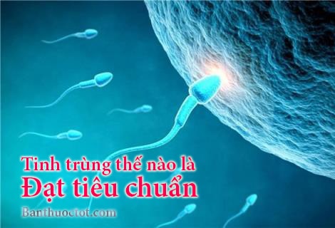tinh-trung-dat-tieu-chuan