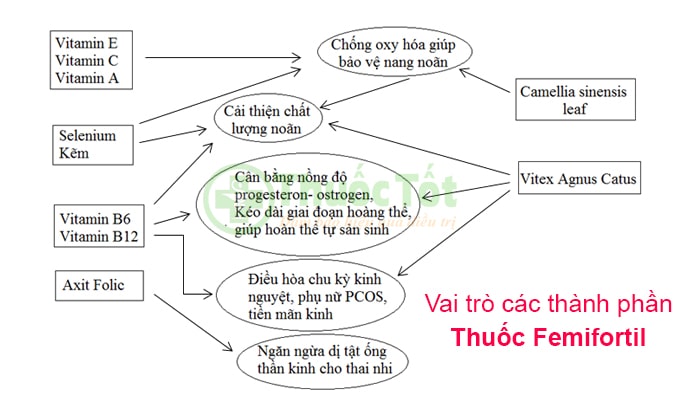 vai trò của các thành phần thuốc femifortil